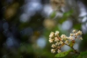 little white flowers rain forest nature backgroun crc302d778b size7.18mb 6000x4000 1 - title:Home - اورچین فایل - format: - sku: - keywords: p_id:18