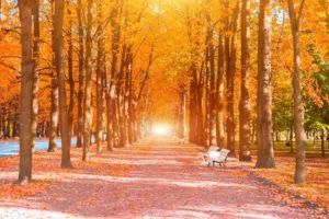 long avenue trees tunnels with benches fall autum crc0c8663ec size18.31mb 5250x3500 - title:Home - اورچین فایل - format: - sku: - keywords: p_id:18