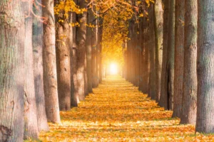 long avenue trees tunnels with benches fall autum crc577b263e size9.98mb 4050x2700 - title:Home - اورچین فایل - format: - sku: - keywords: p_id:18