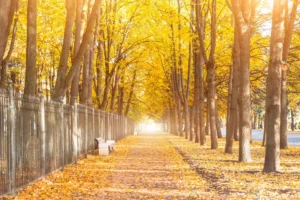 long avenue with benches along fence trees tunnel crc58a3ee69 size12.62mb 4500x3000 - title:Home - اورچین فایل - format: - sku: - keywords: p_id:18