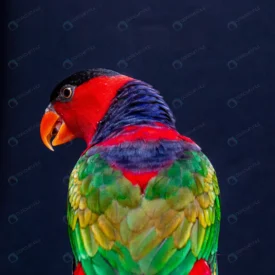 lory parrot lorius lory wooden perch with white ba rnd569 frp17558267 - title:Home Main - اورچین فایل - format: - sku: - keywords: p_id:18