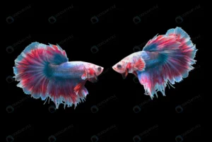 macro 2 siamese fighting fish betta splendens iso crca824b628 size4.96mb 6600x4424 1 - title:Home - اورچین فایل - format: - sku: - keywords: p_id:18