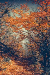 majestic colorful forest with sunny beams bright crc610d76c1 size15.58mb 2667x4000 - title:Home - اورچین فایل - format: - sku: - keywords: p_id:18