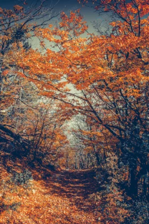 majestic colorful forest with sunny beams bright crc610d76c1 size15.58mb 2667x4000 - title:Home - اورچین فایل - format: - sku: - keywords: p_id:18