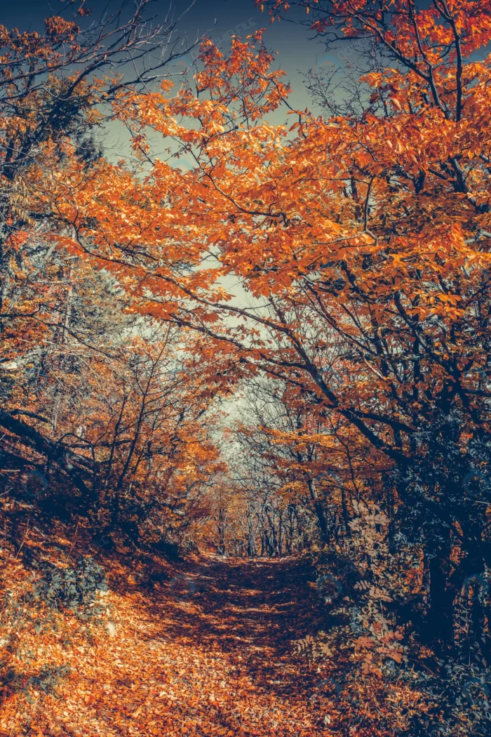majestic colorful forest with sunny beams bright crc610d76c1 - title:تصویر استوک جاده در جنگل - اورچین فایل - format:JPG - استوک - sku:crc610d76c1 - keywords: p_id:63102