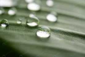 many drops water drop banana leaves crc561df100 size7.65mb 6048x4024 - title:Home Main - اورچین فایل - format: - sku: - keywords: p_id:18