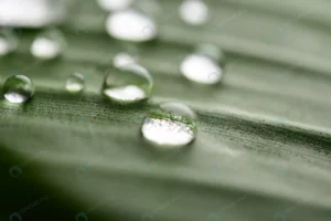 many drops water drop banana leaves crc561df100 size7.65mb 6048x4024 - title:Home - اورچین فایل - format: - sku: - keywords: p_id:18