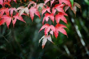 maple leaf branch green dark background rnd780 frp3360739 - title:Home - اورچین فایل - format: - sku: - keywords: p_id:18