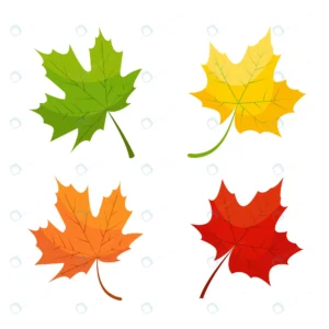 maple leaf icons red yellow green colors isolated rnd894 frp16647393 - title:Home - اورچین فایل - format: - sku: - keywords: p_id:18