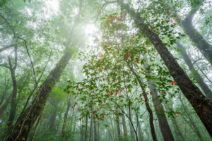 maple leaves tropical rainforest landscape foggy crc372b42f4 size20.78mb 5472x3648 - title:Home - اورچین فایل - format: - sku: - keywords: p_id:18