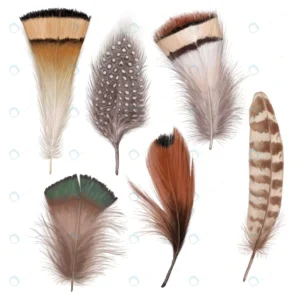 marvelous feather set crcfa6e9781 size6.78mb 1 - title:Home - اورچین فایل - format: - sku: - keywords: p_id:18