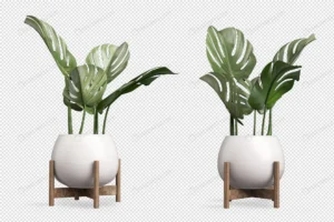 monstera plant pot 3d rendering crc5a080865 size9.84mb - title:Home - اورچین فایل - format: - sku: - keywords: p_id:18