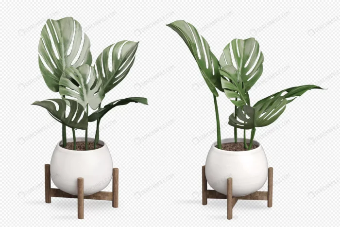 monstera plant pot 3d rendering 2 crc50948d00 size9.88mb - title:گلدان گل برگ انجیری بدون پس زمینه - اورچین فایل - format:PSD - فتوشاپ - sku:crc50948d00 - keywords: p_id:98193