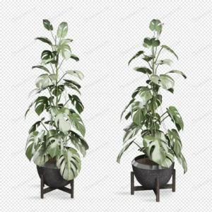 monstera plant pot 3d rendering 3 crcbd81262b size7.91mb - title:Home - اورچین فایل - format: - sku: - keywords: p_id:18