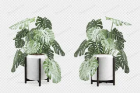 monstera plant pot 3d rendering 4 crc9828cb00 size14.88mb - title:Home Main - اورچین فایل - format: - sku: - keywords: p_id:18