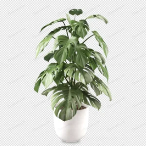 monstera plant pot 3d rendering 5 crc9a0311b4 size7.02mb - title:Home - اورچین فایل - format: - sku: - keywords: p_id:18