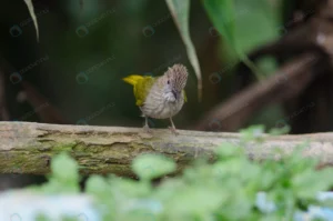 mountain bulbul ixos mcclellandii nature crc94b3a96d size6.93mb 4928x3264 - title:Home - اورچین فایل - format: - sku: - keywords: p_id:18