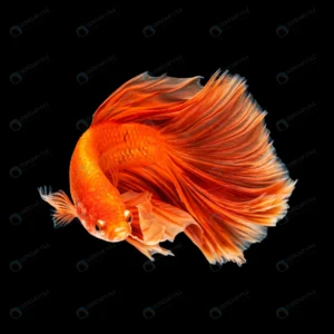 movement beautiful colorful siamese betta fish ha crcfd75b36b size3.6mb 4000x4000 1 - title:Home - اورچین فایل - format: - sku: - keywords: p_id:18