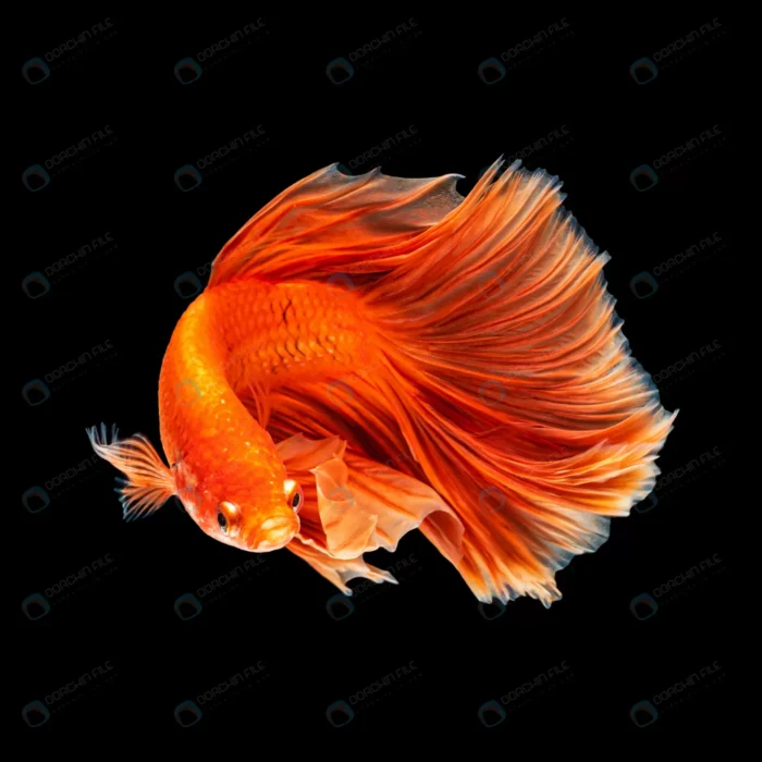 movement beautiful colorful siamese betta fish ha crcfd75b36b size3.6mb 4000x4000 1 - title:استوک ماهی قرمز با پس زمینه مشکی - اورچین فایل - format:JPG - استوک - sku:crcfd75b36b - keywords: p_id:47888