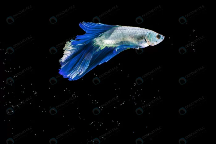 moving moment blue half moon siamese betta fish crcf145c445 size4.06mb 5905x3937 1 - title:استوک ماهی آبی با پس زمینه مشکی - اورچین فایل - format:JPG - استوک - sku:crcf145c445 - keywords: p_id:47890