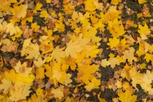 multicolored maple leaves sunny morning light fal crc5f9016fe size7.54mb 4000x2667 - title:Home - اورچین فایل - format: - sku: - keywords: p_id:18