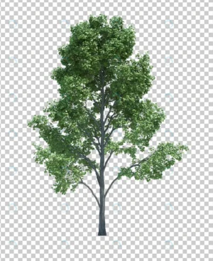 nature object tree isolated white crc07a4591e size42.81mb - title:Home - اورچین فایل - format: - sku: - keywords: p_id:18