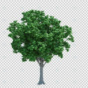 nature object tree isolated white 2 crc7e77ab15 size57.23mb - title:Home - اورچین فایل - format: - sku: - keywords: p_id:18