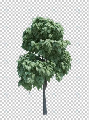 nature object tree isolated 3 crc3b59f0dc size42.42mb - title:Home - اورچین فایل - format: - sku: - keywords: p_id:18