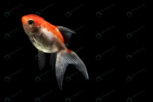 orange beautiful betta fish isolated black backgr crca95fab1c size3.28mb 5809x3872 1 - title:Home - اورچین فایل - format: - sku: - keywords: p_id:18