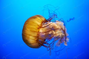 orange jellyfish chrysaora fuscescens pacific sea rnd652 frp12904648 - title:Home - اورچین فایل - format: - sku: - keywords: p_id:18