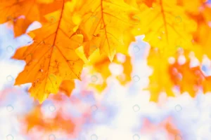 orange maple leaves blurred background rnd142 frp26871131 - title:Home - اورچین فایل - format: - sku: - keywords: p_id:18