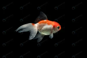 orange white dumbo betta splendens fighting fish crc0d0fe1cb size2.87mb 5513x3675 1 - title:Home - اورچین فایل - format: - sku: - keywords: p_id:18