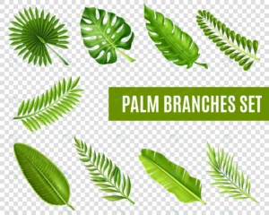 palm tree branches set crcbef1a0db size4.71mb - title:Home - اورچین فایل - format: - sku: - keywords: p_id:18