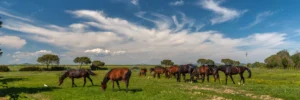 panorama with horses grazing green meadow crcc124d6b3 size6.79mb 7154x2376 - title:Home - اورچین فایل - format: - sku: - keywords: p_id:18