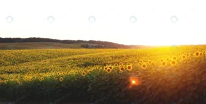 panorama yellow field sunflowers evening sunset crcabcbbed4 size13.65mb 6973x3500 - title:Home - اورچین فایل - format: - sku: - keywords: p_id:18