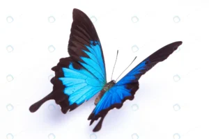 papilio ulysses blue butterfly white background crcf7cf2cc7 size5.43mb 5616x3744 1 - title:Home - اورچین فایل - format: - sku: - keywords: p_id:18