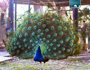 peacock dismissed beautiful big tail with blue gr crc3f286d8f size9.30mb 4480x3456 - title:Home - اورچین فایل - format: - sku: - keywords: p_id:18