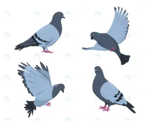 pigeon birds set doves different poses isolated w crc50381d81 size0.60mb 1 - title:Home - اورچین فایل - format: - sku: - keywords: p_id:18