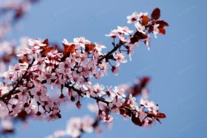 pink cherry blossom flowers blooming tree with bl crcb82a8fe7 size4.44mb 4000x2667 1 - title:Home - اورچین فایل - format: - sku: - keywords: p_id:18