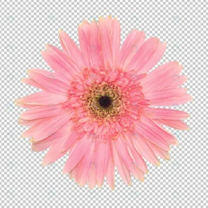 pink gerbera flower transparency wall floral obje crce87b2ad8 size38.58mb - title:Home - اورچین فایل - format: - sku: - keywords: p_id:18