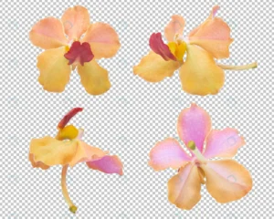 pink orange orchid flowers isolated transparency crc688936aa size29.94mb - title:Home - اورچین فایل - format: - sku: - keywords: p_id:18