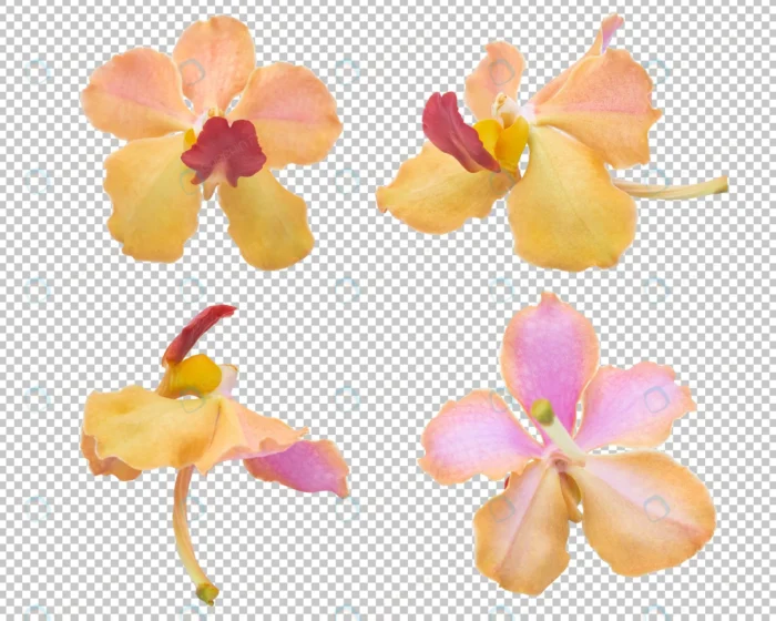 pink orange orchid flowers isolated transparency crc688936aa size29.94mb - title:گل ارکیده بدون بکگراند - اورچین فایل - format:PSD - فتوشاپ - sku:crc688936aa - keywords: p_id:83801