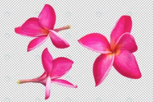 pink plumeria flowers transparency floral crc96f8f263 size33.60mb - title:Home - اورچین فایل - format: - sku: - keywords: p_id:18