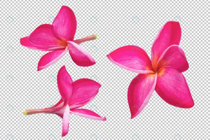 pink plumeria flowers transparency floral crc96f8f263 size33.60mb - title:گل پلومریا بدون بکگراند - اورچین فایل - format:PSD - فتوشاپ - sku:crc96f8f263 - keywords: p_id:83803