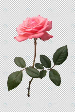 pink rose flower transparent crc7133e4bd size33.46mb - title:Home - اورچین فایل - format: - sku: - keywords: p_id:18