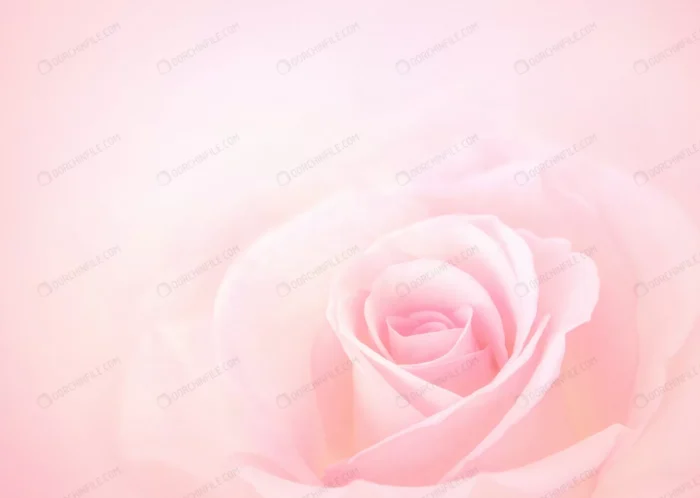 pink rose flower crc24f0cf18 - title:تصویر گل رز صورتی - اورچین فایل - format:JPG - استوک - sku:crc24f0cf18 - keywords: p_id:98779