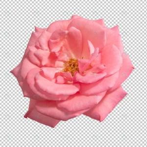 pink rose flowers transparent crc6bb157e8 size29.47mb - title:Home - اورچین فایل - format: - sku: - keywords: p_id:18