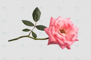 pink rose flowers transparent crcf6310e57 size21.85mb - title:Home - اورچین فایل - format: - sku: - keywords: p_id:18