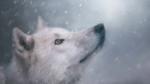 polar wolf looks snow portrait beautiful wallpape crcb4aeaefd size6.39mb 4720x2655 - title:Home - اورچین فایل - format: - sku: - keywords: p_id:18