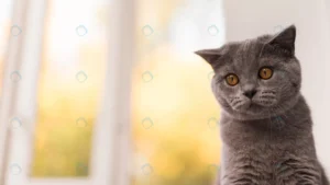 portrait grey british shorthair cat crc609886a7 size5.16mb 5552x3123 1 - title:Home - اورچین فایل - format: - sku: - keywords: p_id:18